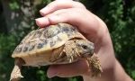 Hogyan lehet meghatározni egy landkin turtle korát
